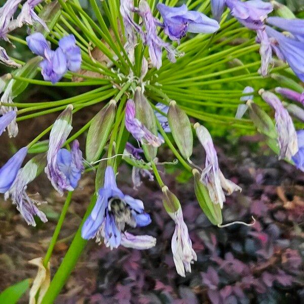 Agapanthus praecox Floare