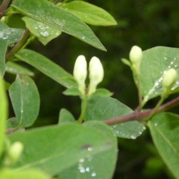 Lonicera morrowii Floare