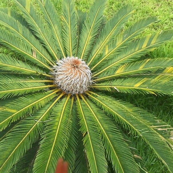 Cycas revoluta موطن