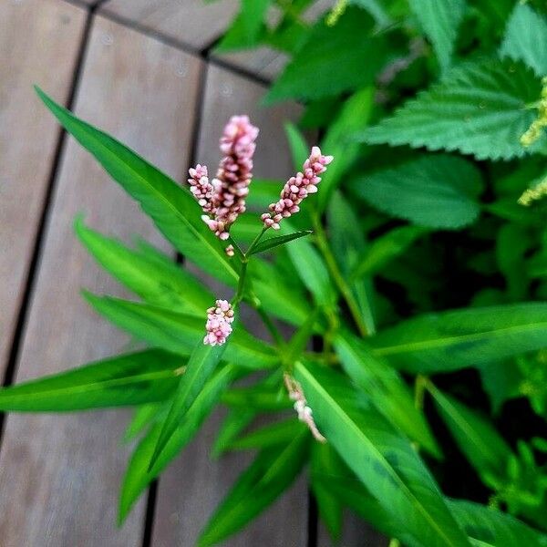 Polygonum persicaria Flower