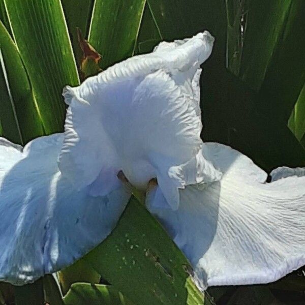 Iris pallida Flower