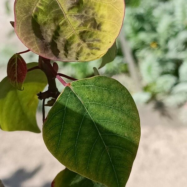 Homalanthus populifolius Yaprak