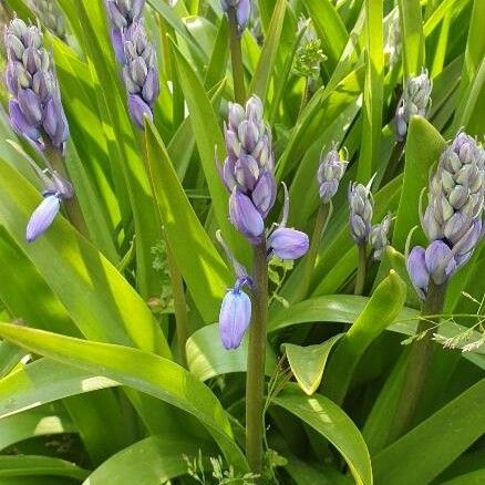 Hyacinthoides hispanica Flower