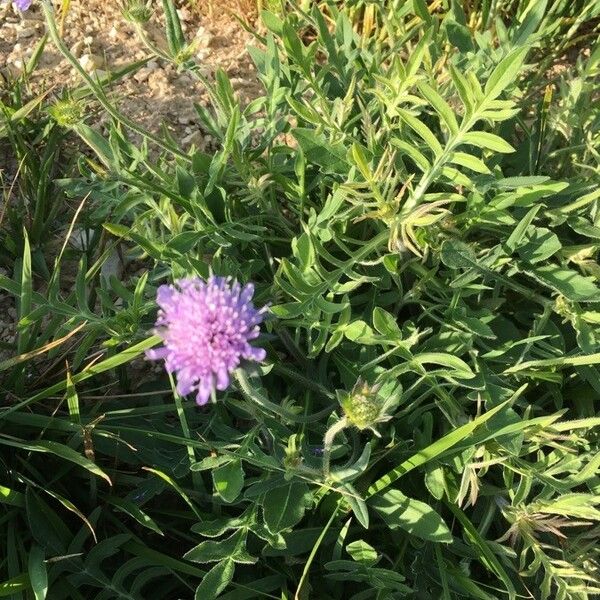 Knautia collina Flor