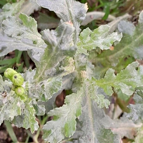 Senecio vulgaris Frunză