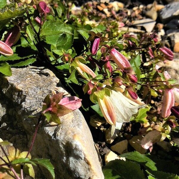 Campanula betulifolia Λουλούδι