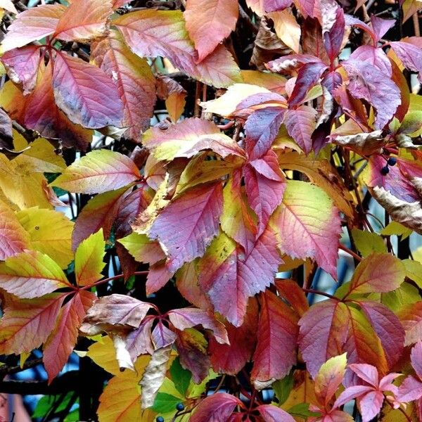 Parthenocissus quinquefolia Habit