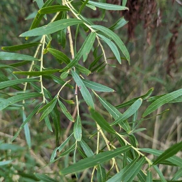 Salix exigua Ліст