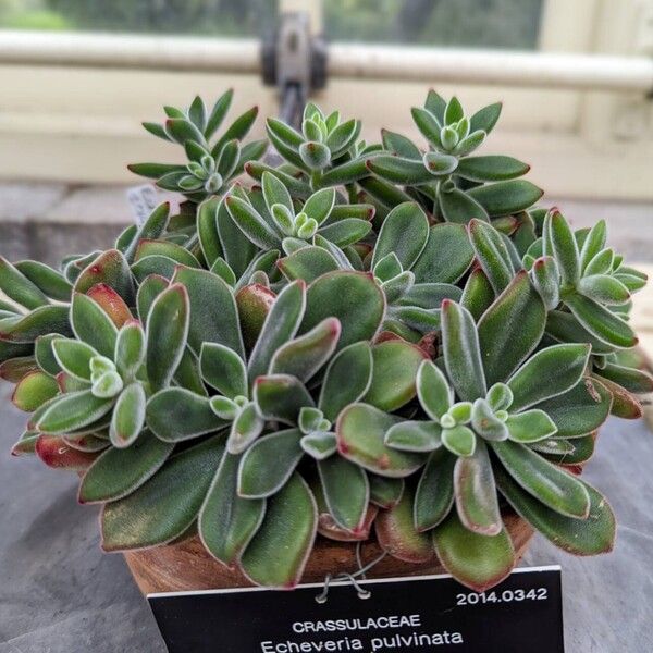 Echeveria pulvinata Hàbitat