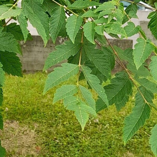 Koelreuteria paniculata Листок