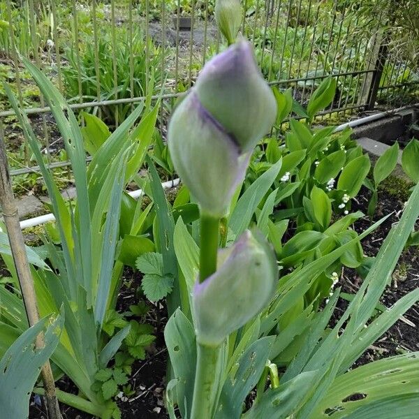 Iris × germanica Žiedas