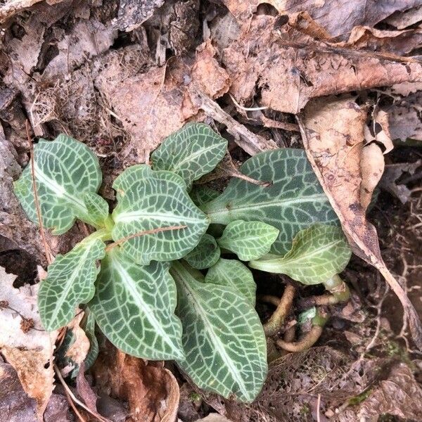 Goodyera pubescens পাতা