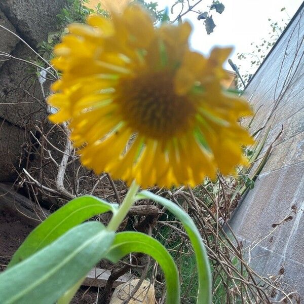 Gaillardia aristata Bloem