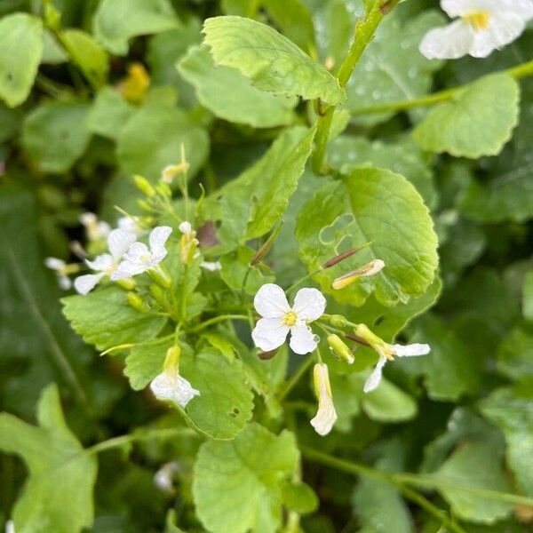 Raphanus raphanistrum Flower