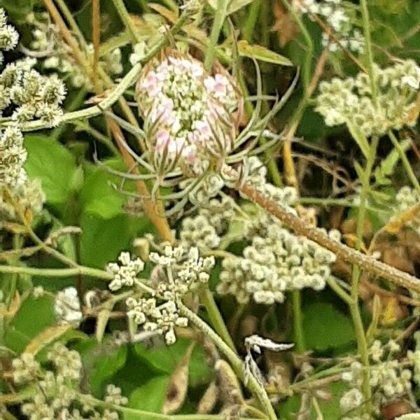 Torilis japonica Žiedas