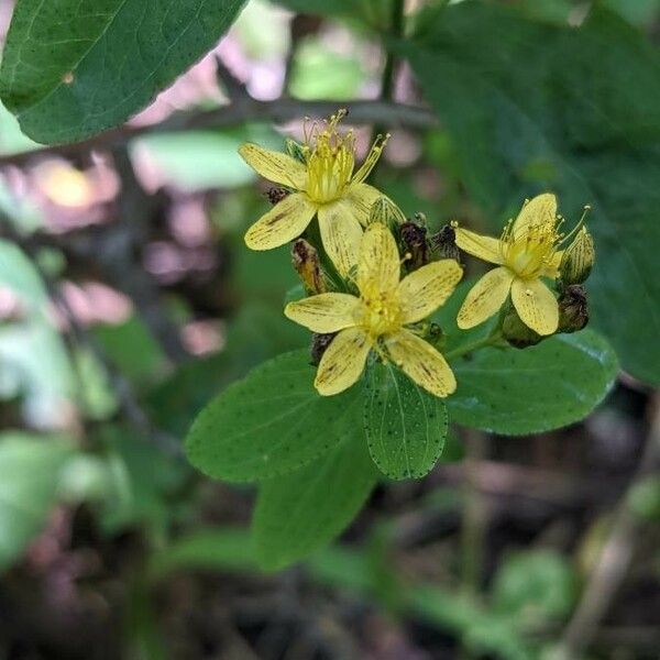 Hypericum punctatum Květ