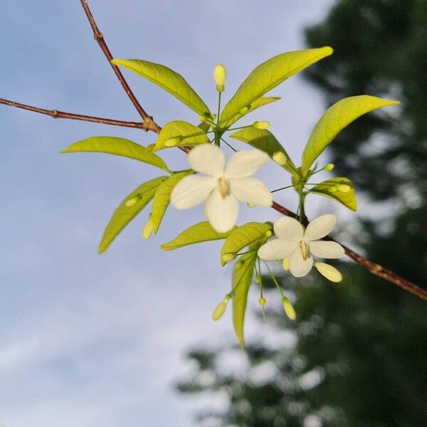 Wrightia religiosa Flower