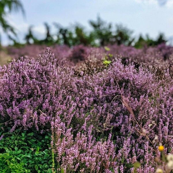 Calluna vulgaris Kukka