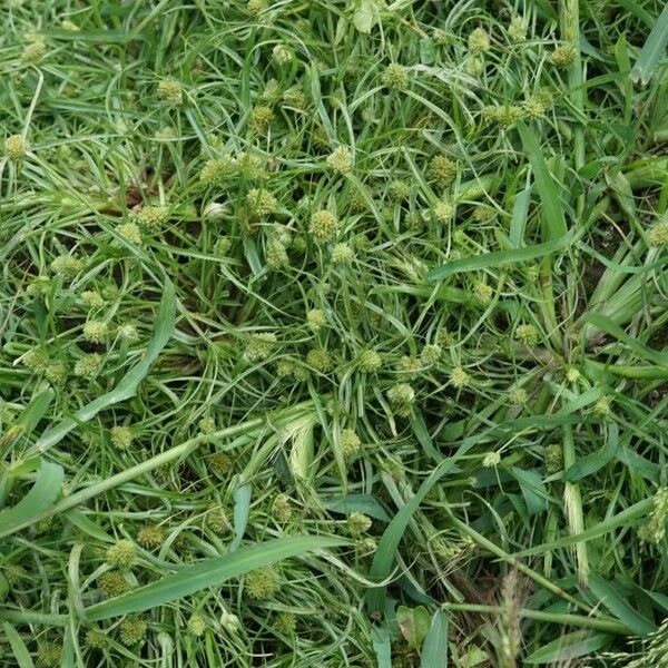 Cyperus michelianus Habitus