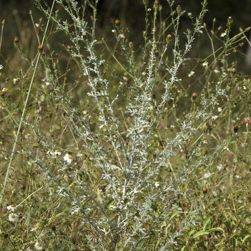 Adenophyllum porophyllum Alkat (teljes növény)