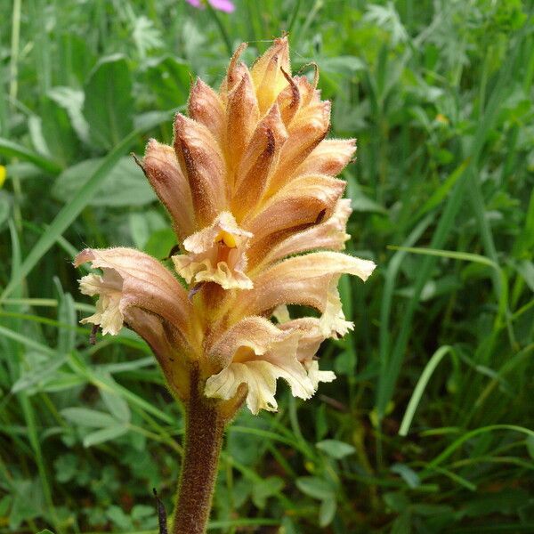 Orobanche lutea Bloem