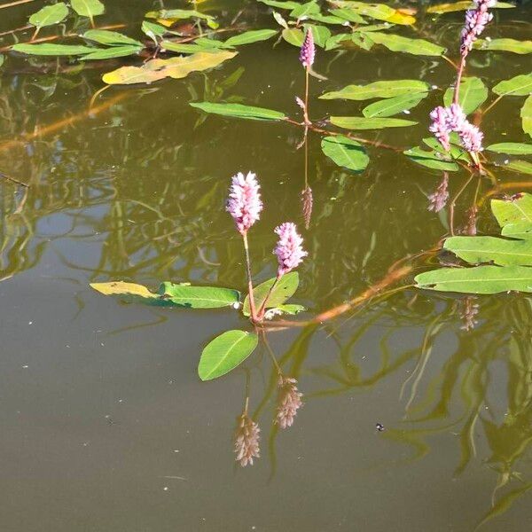 Persicaria amphibia Flor