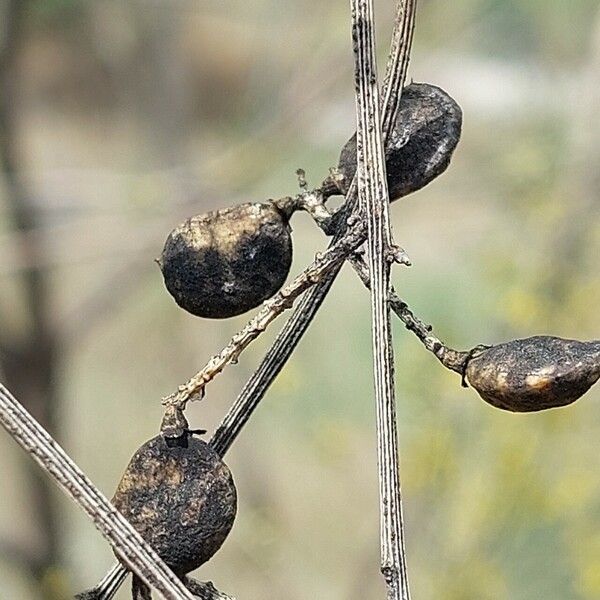 Retama sphaerocarpa Fruit