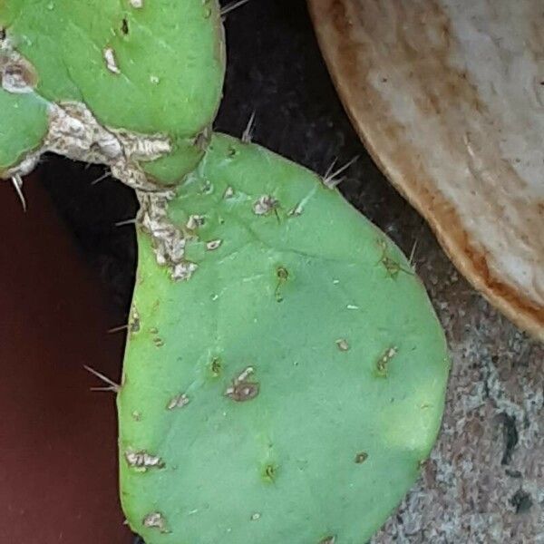 Opuntia humifusa Hostoa