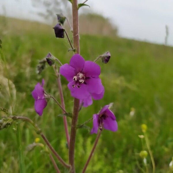 Verbascum phoeniceum Flower