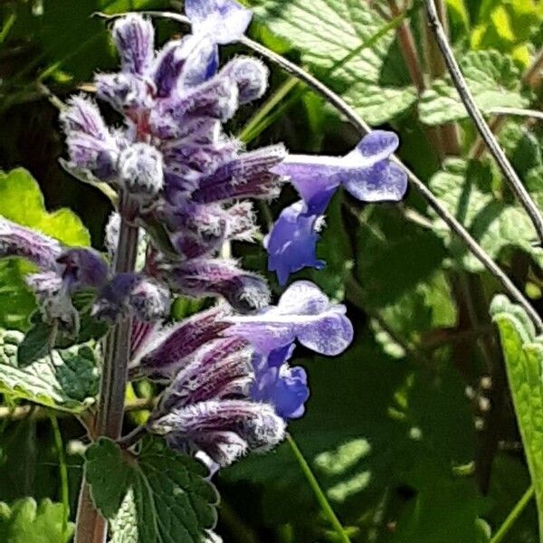 Nepeta racemosa Квітка