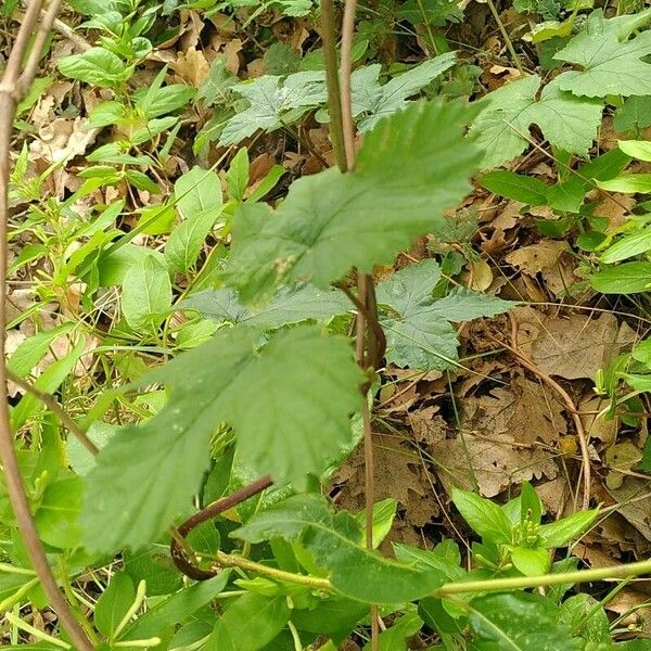 Humulus scandens Habitus