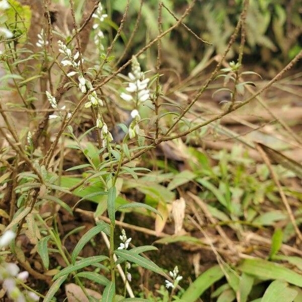 Polygala paniculata फूल