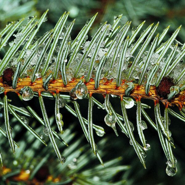 Abies sibirica Folla