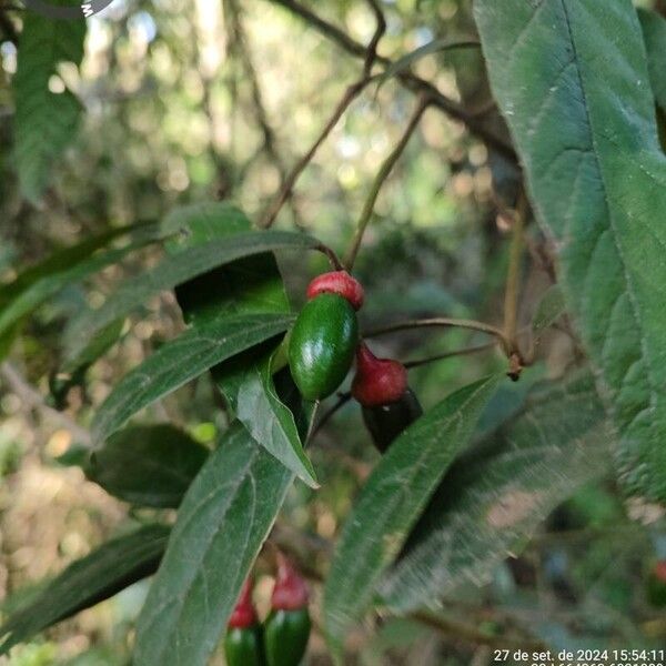 Endlicheria paniculata Fruit