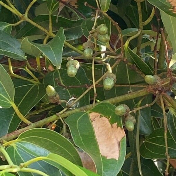 Cinnamomum verum Fruit