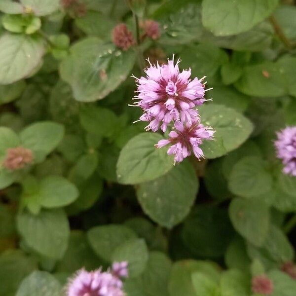 Mentha aquatica Blodyn