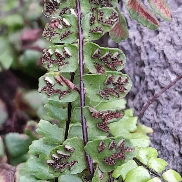 Asplenium trichomanes ফল