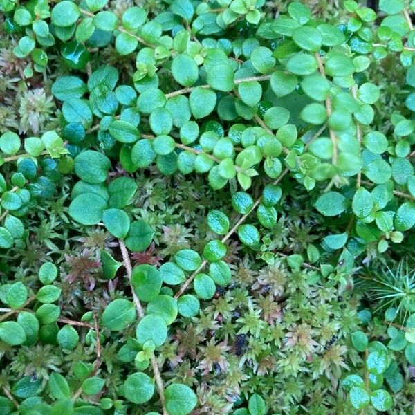 Gaultheria hispidula Leaf