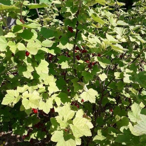 Ribes rubrum Vivejo