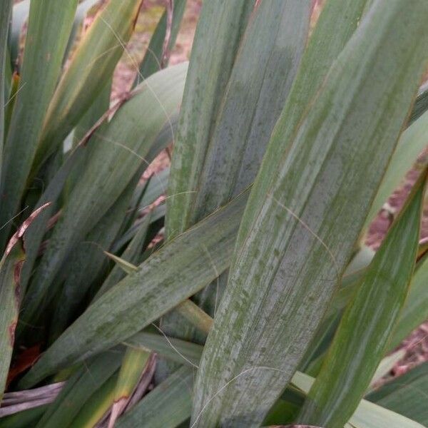 Yucca filamentosa Blatt