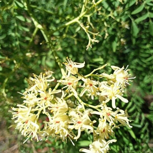 Moringa drouhardii 花