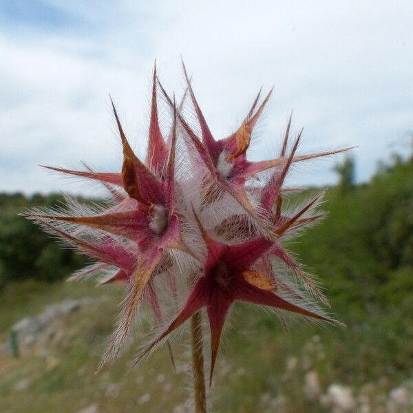 Trifolium stellatum Frugt