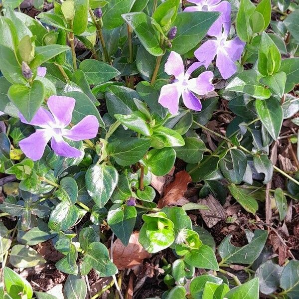 Vinca major Hábito