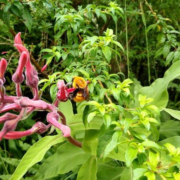 Lobelia tupa Virág