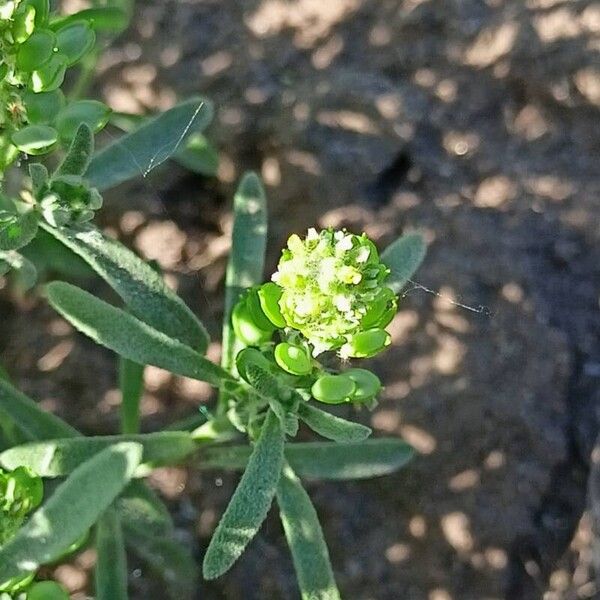 Alyssum desertorum Fruit