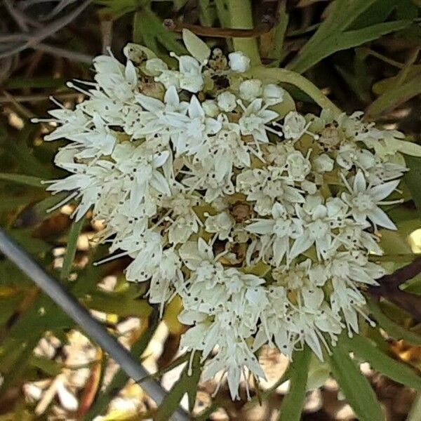 Sedum ternatum Flor