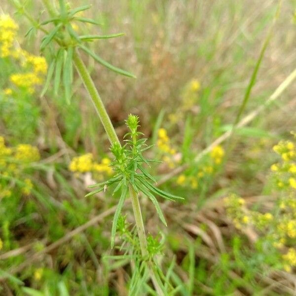 Galium verum Fulla