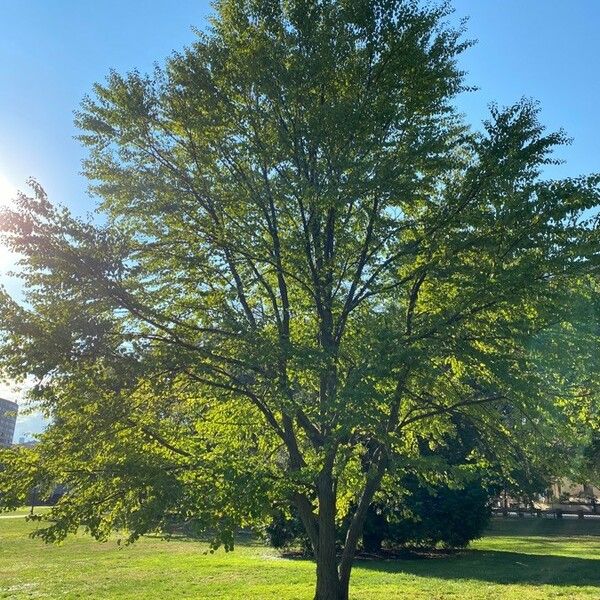 Cercidiphyllum japonicum Habitus