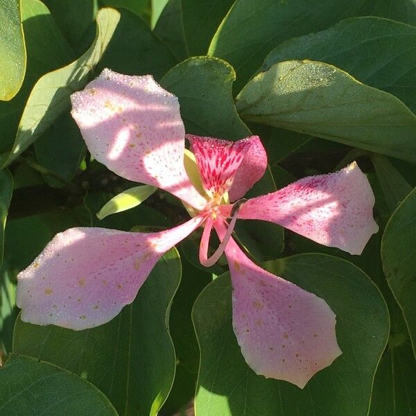 Bauhinia monandra ᱮᱴᱟᱜ