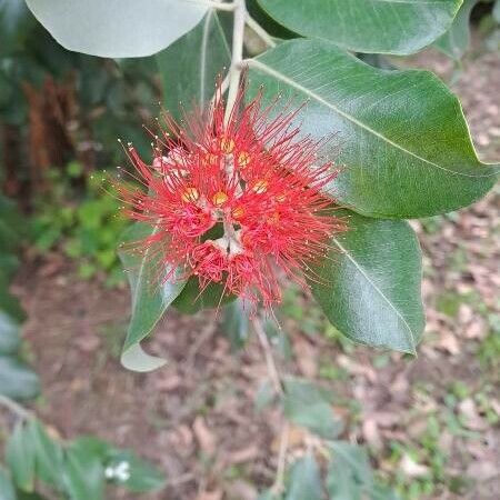 Metrosideros excelsa Flor